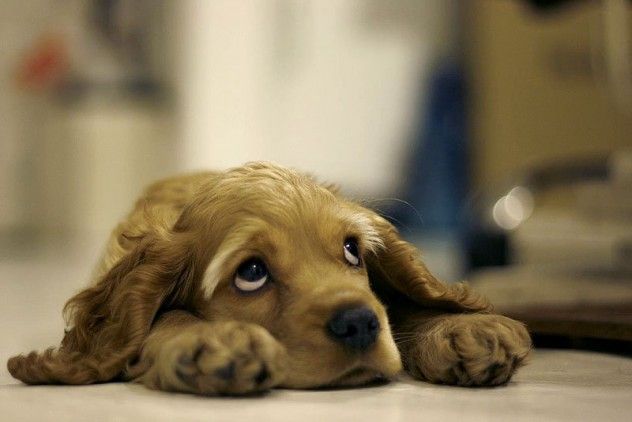 sad_dog