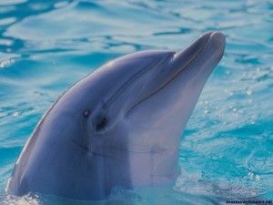 big dolphin