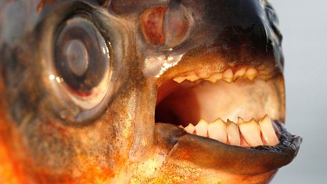 922789-swimmers-warned-over-testicle-biting-fish