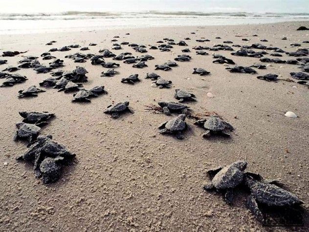 turtles