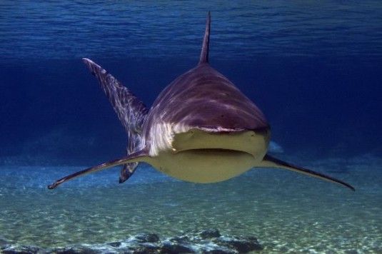 Bull_Shark_2_600