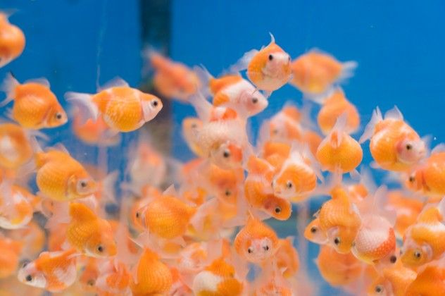 Fish