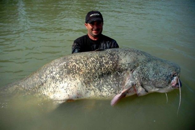 The Wels catfish is a true giant of the freshwater world, growing up to 3 meters (9 feet) long, and in some rare European reports, reaching lengths of up to 5 meters (16 feet). Known for its ferocious appetite, the Wels has been blamed for human fatalities, as it is capable of swallowing large prey like ducks. Some legends even suggest it has consumed humans. In contrast, the Mekong giant catfish, another massive species, is harmless to humans but faces its own danger: overfishing. Both the Mekong giant and the South American catfish are part of the 'shark catfish family,' distinguished by their impressive size and strength.