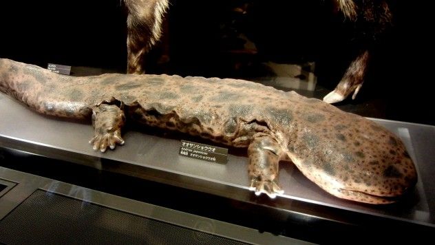 giant salamander