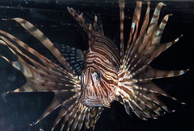 lionfish