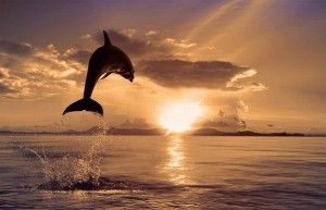 Dolphin