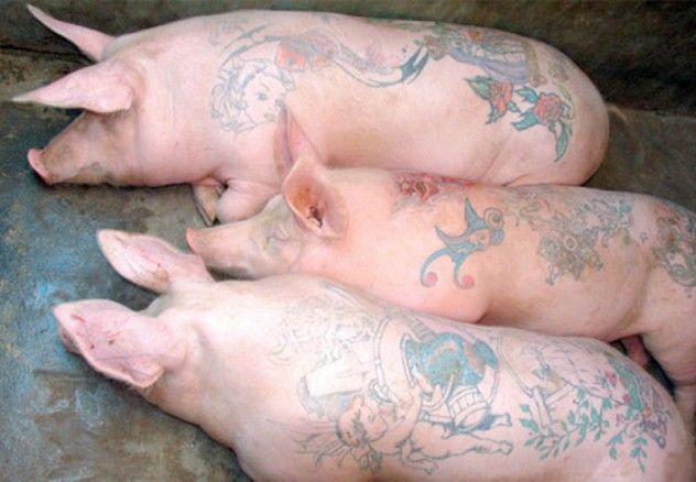 pigtats
