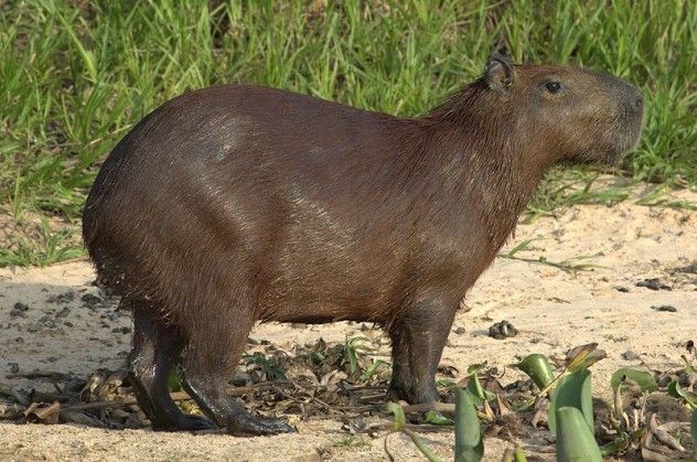 Wet-capyvara-in-Brazil