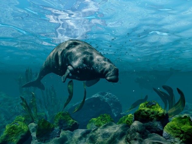 Steller's Sea Cow