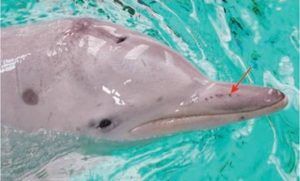 rsz_guiana_dolphin_electroreceptors