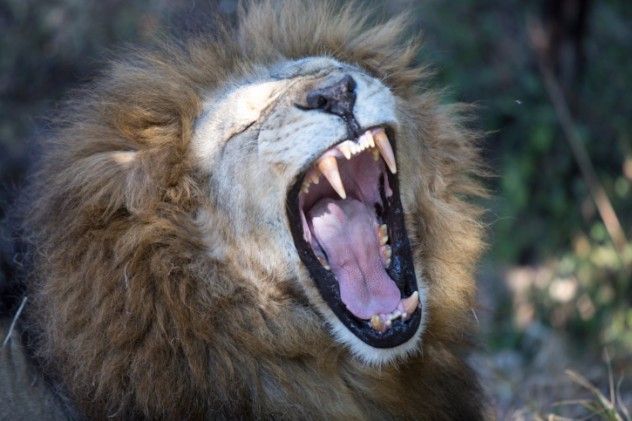 The Lion