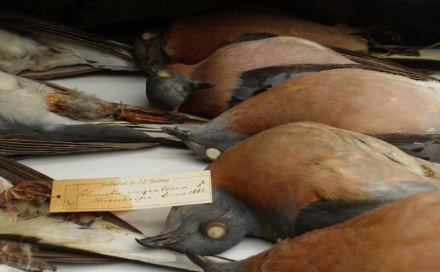 Passenger Pigeon