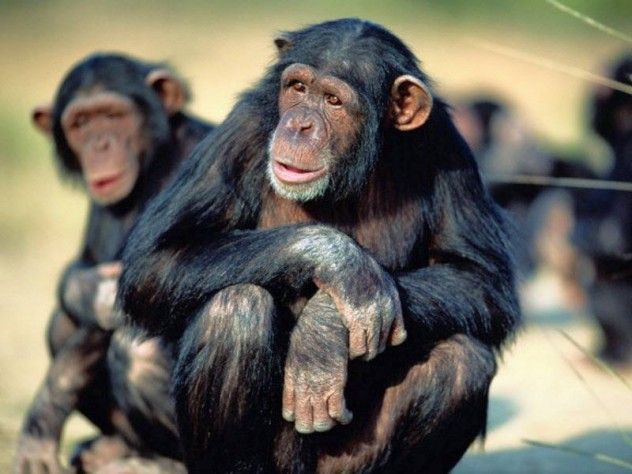 monkey