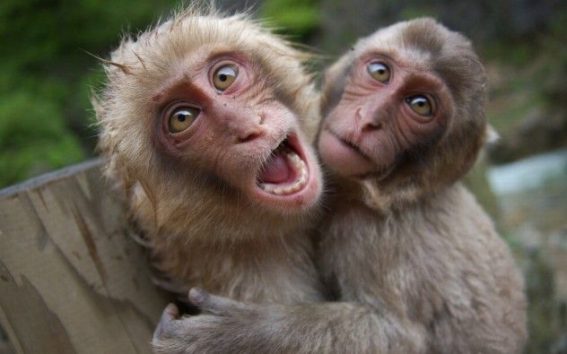 monkeys