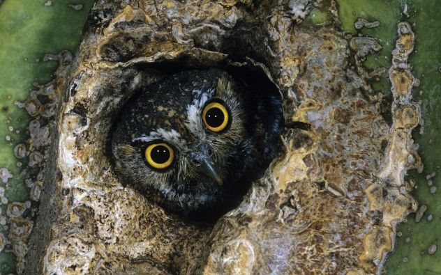 Elf Owl (Micrathene whitneyi) peeking out from a hole in a Saguaro cactus