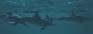 hm_dolphins