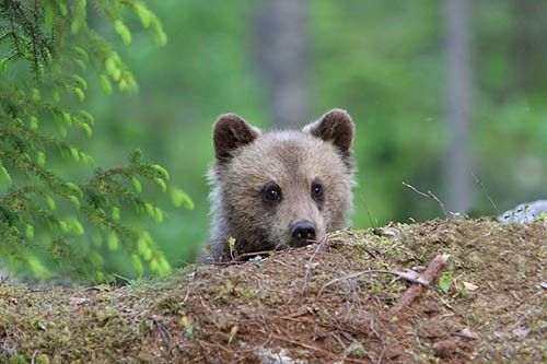 A Brown Bear cub peeking out from behind a mound