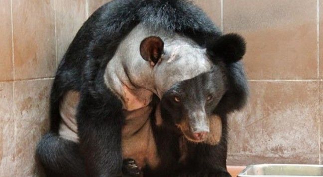 Bearbear