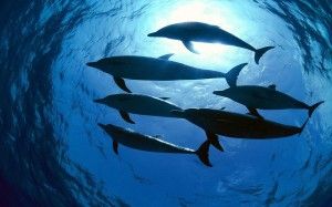 dolphin2