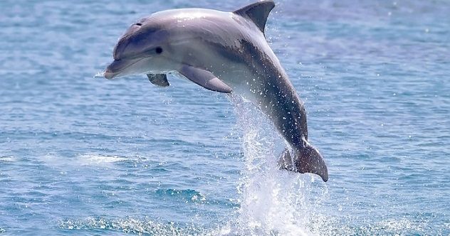 dolphin