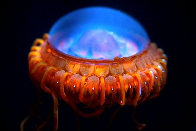 jellyfish