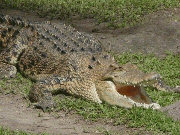 croc