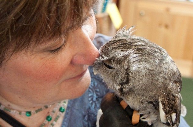 An owl and its human companion