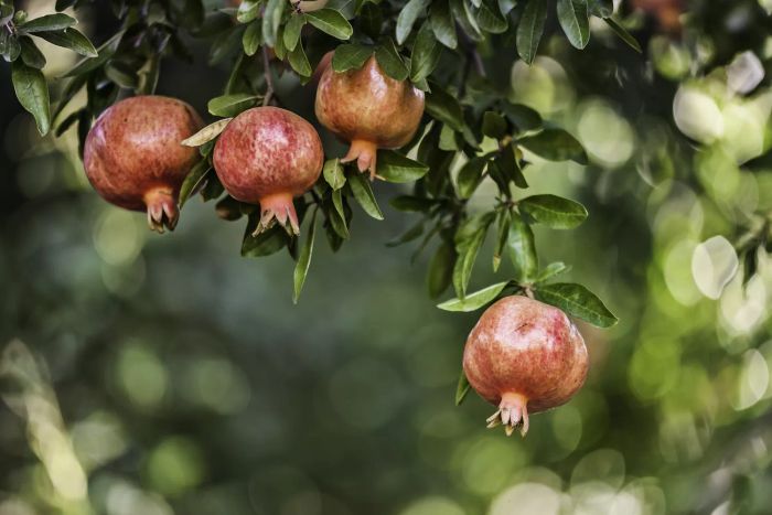 Pomegranates hanging on the tree
