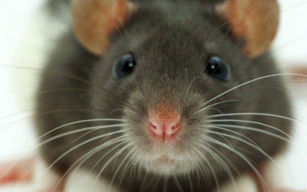 Mice