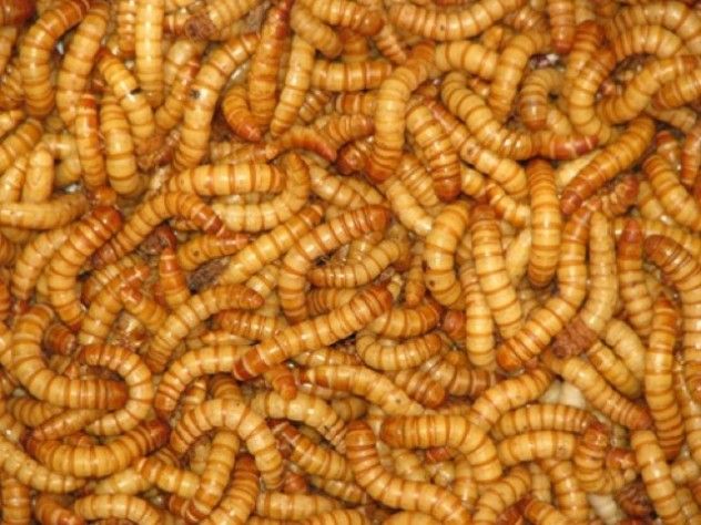 mealworms