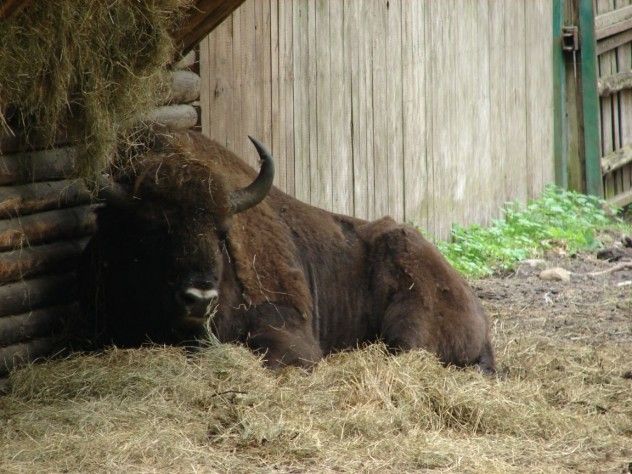 Aurochs
