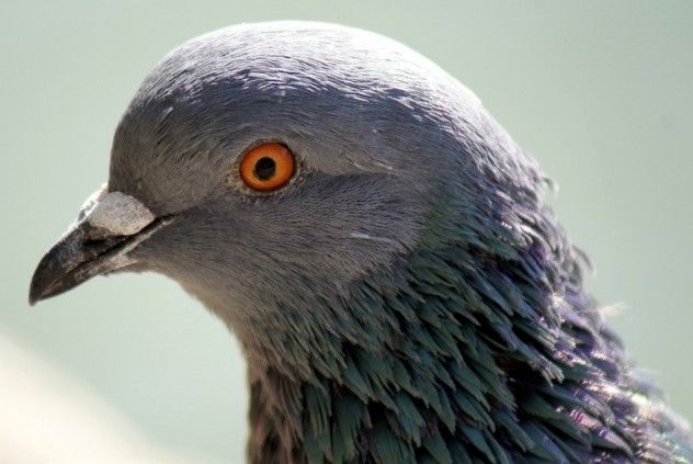 pigeon
