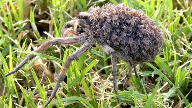 spider