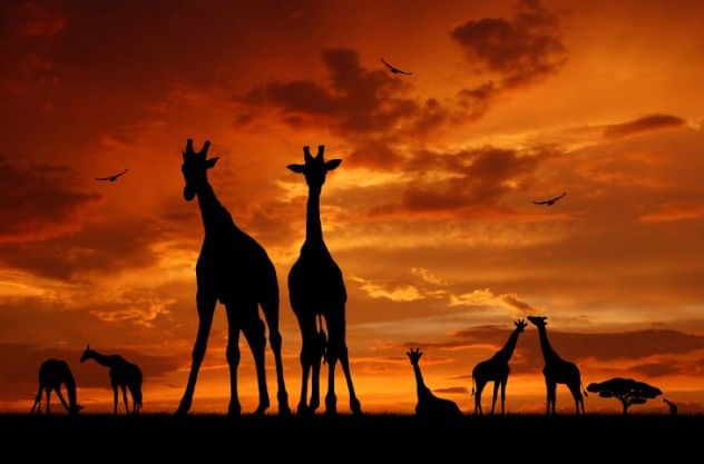 Giraffe Dance (1)