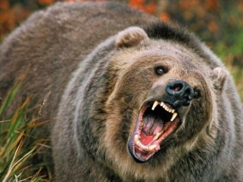 Angry Bear