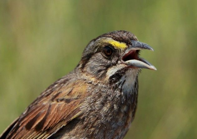 Dusky Seaside Sparrow