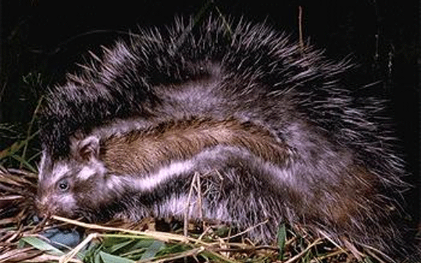 african-crested-rats-will-make-you-regret-it1