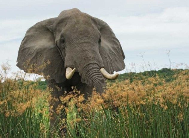 elephant