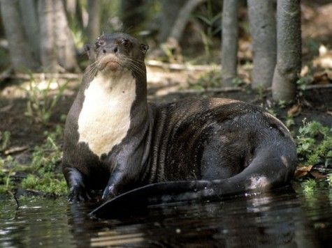 giant-otter_542_600x450
