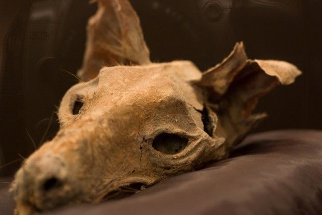 Thylacine_by_Bugdude