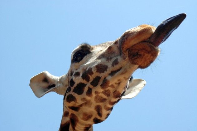 Tongue