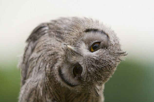 Owl's head