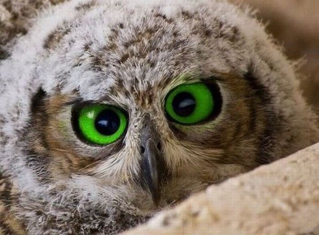 eyes
