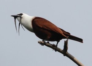 Three-wattled Bellbird