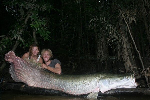 arapaima - giant, record-breaking, world-renowned fish, the biggest aquatic predators of the Amazon, enormous fish of the world