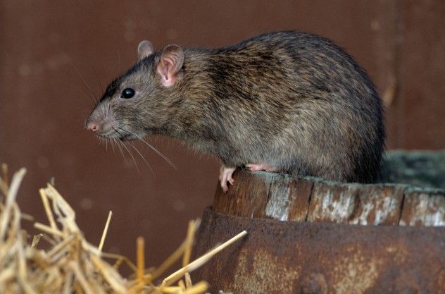 norway-rat
