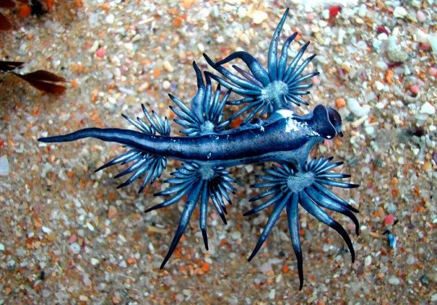 blue dragon
