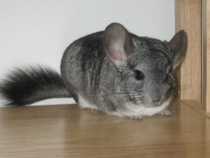 Standardchinchilla