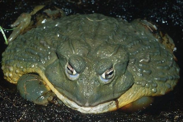 The Goliath frog is a true giant of the amphibian world, found in the wetlands of West Central Africa. This impressive creature can grow up to 32 cm (12.6 inches) in length and weigh as much as 3 kilograms (7 pounds). Unlike most frogs that stick to insects, the Goliath frog has a taste for larger prey, including young turtles. It thrives in the fast-flowing, white-water sections of rivers, where it hunts in the shallows. While it may seem like a small dog to local children who handle it, there is no other frog that comes close to its size. The American bullfrog, however, competes with the Goliath frog in its appetite, often consuming young birds.
