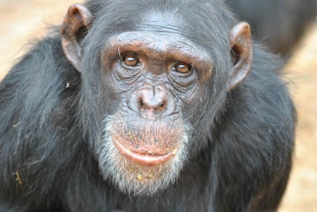 Chimp